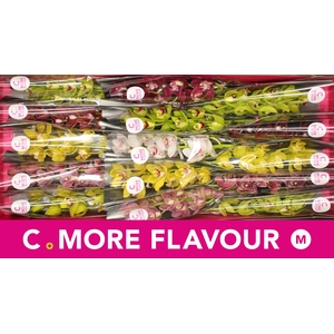 Mini cymbidium 'Mix' 50 cm