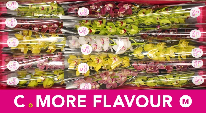 <h4>Mini cymbidium 'Mix' 50 cm</h4>