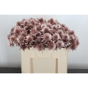 Eryn Ov Klb Champagne