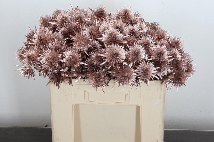 <h4>Eryn Ov Klb Champagne</h4>