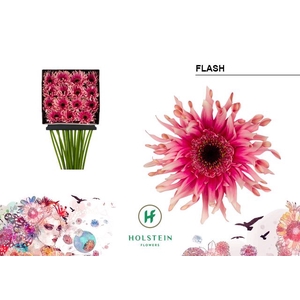 Gerbera large flowered curl-shaped Gerpasta Flash