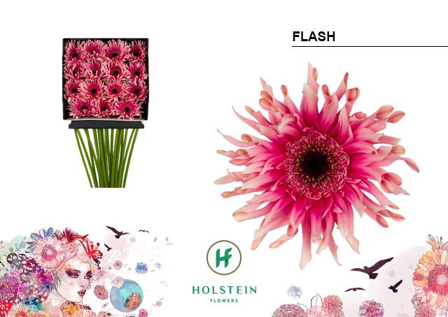 <h4>Gerbera large flowered curl-shaped Gerpasta Flash</h4>