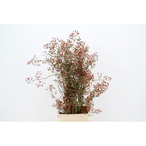 ROSA FAIR JEWEL XL