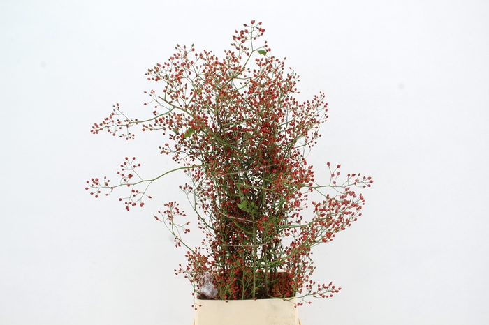 <h4>ROSA FAIR JEWEL XL</h4>