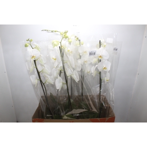 PHALAENOPSIS P15 BRANCO MIN 8 FLS