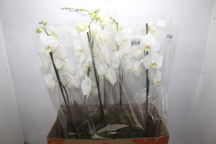 <h4>PHALAENOPSIS P15 BRANCO MIN 8 FLS</h4>