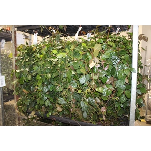 CISSUS C21