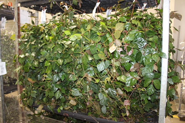 <h4>CISSUS C21</h4>