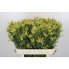 Leucadendron Pisa Spray