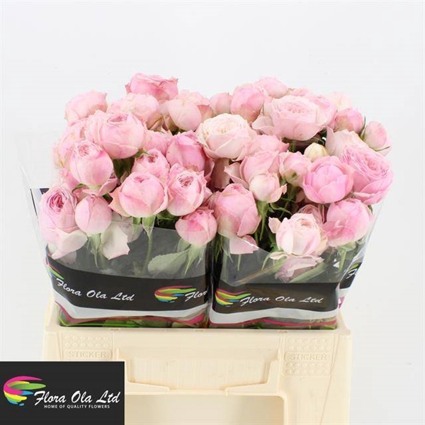 <h4>R TR PINK MANSFI PARK</h4>