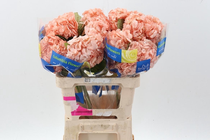 <h4>Hydr Salmon</h4>