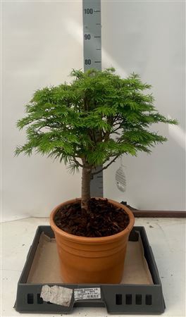 <h4>Pseudol Amabilis</h4>