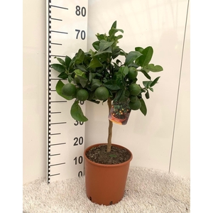 Citrus limetta Lime-Rosso on stem