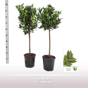 Laurus nobilis