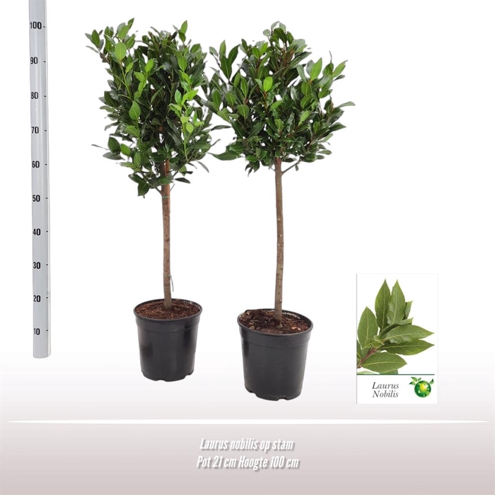 <h4>Laurus nobilis</h4>