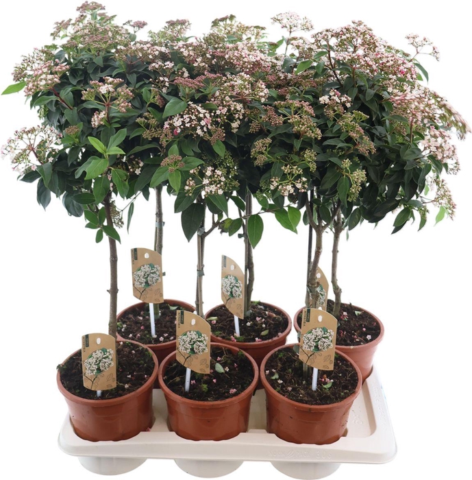 <h4>Viburnum Tinus Stam</h4>