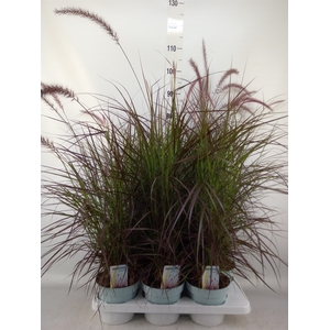 Pennisetum advena 'Rubrum'