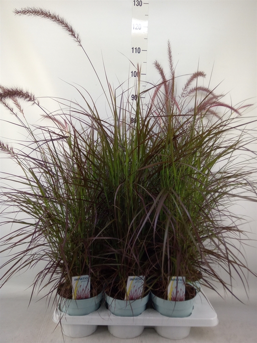<h4>Pennisetum advena 'Rubrum'</h4>