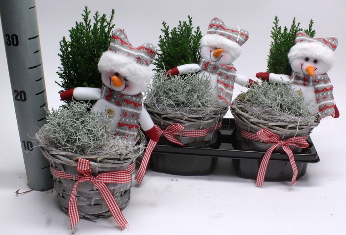 <h4>ARR PL IN MAND</h4>