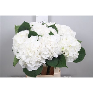 Hydr M White Verena