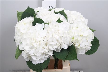 <h4>Hydr M Whi Verena</h4>