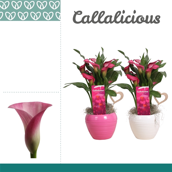 <h4>Zantedeschia Roze in Ompot Melanie LOVE</h4>