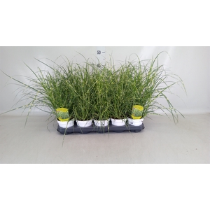 Miscanthus sin. 'Strictus'
