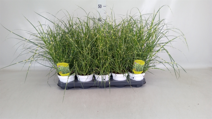 <h4>Miscanthus sin. 'Strictus'</h4>