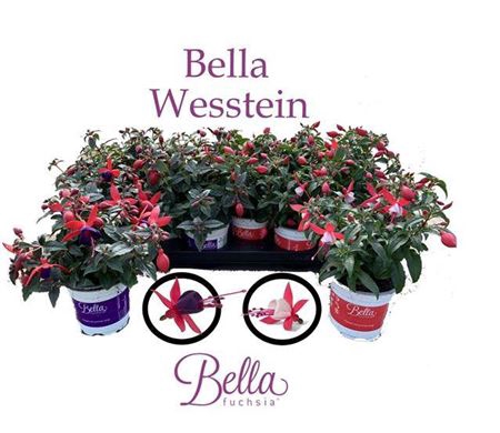 Fuchsia Gemengd Staand