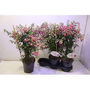 arr8 Fuchsia Ov