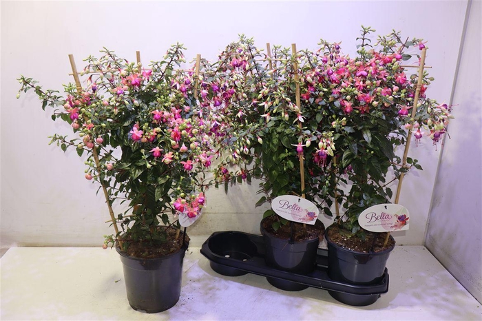 <h4>arr8 Fuchsia Ov</h4>