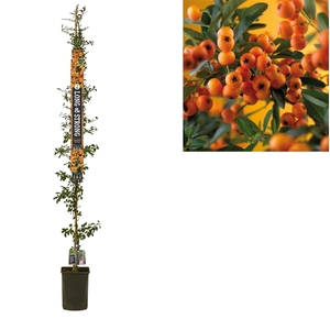 Pyracantha 'Golden Charmer' +Long & strong label