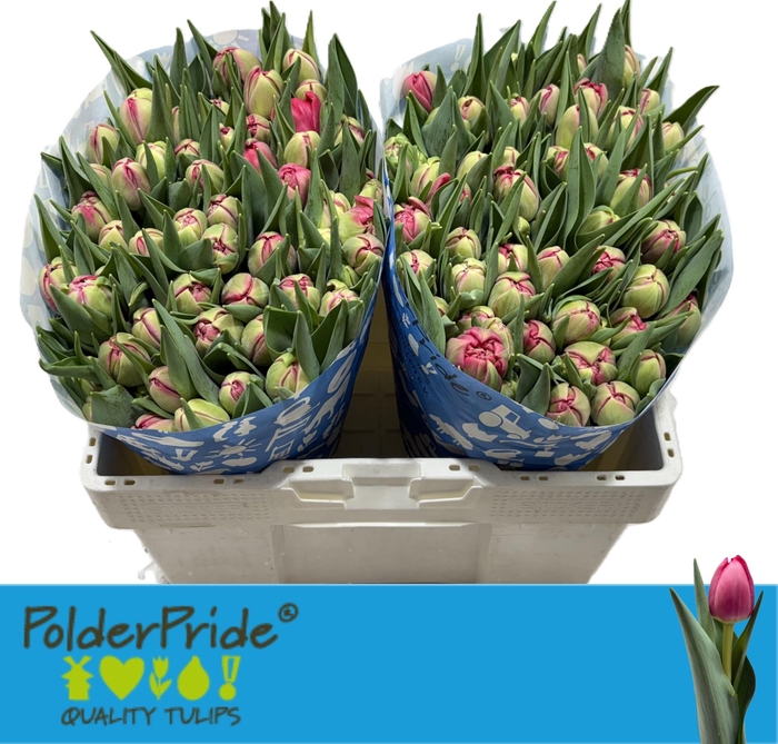 <h4>TU DU BELGRAVIA</h4>