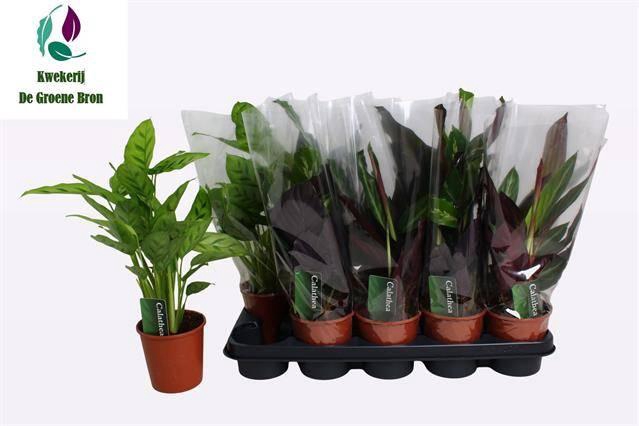 <h4>CALAT GEM 3 SRT</h4>