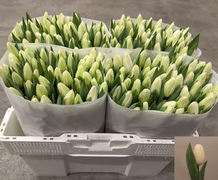 <h4>TU EN ALBATROS</h4>