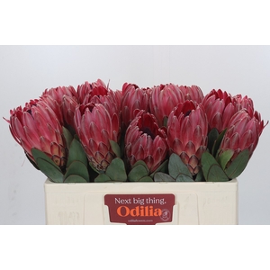 Protea Sharon
