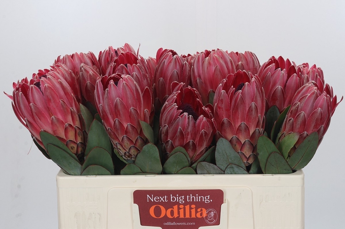 <h4>Protea Sharon</h4>