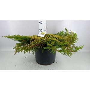 Juniperus communis
