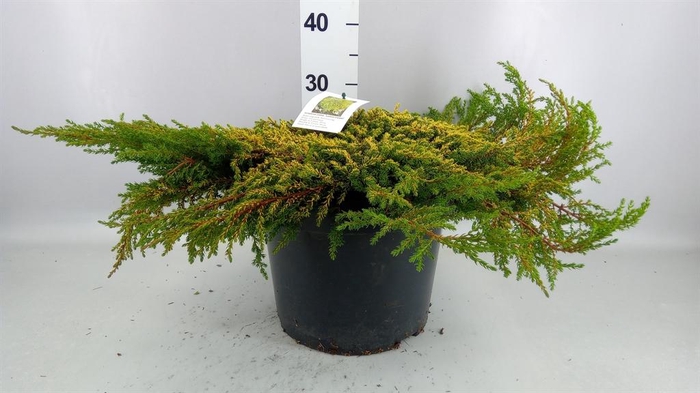 <h4>Juniperus communis</h4>