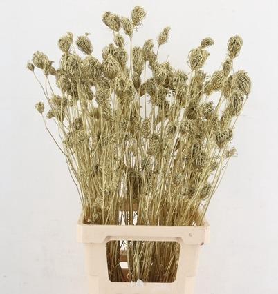 <h4>DF Finocchio Bs Gold</h4>