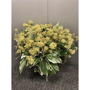 Hedera Marengo