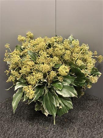 <h4>Hedera Marengo</h4>
