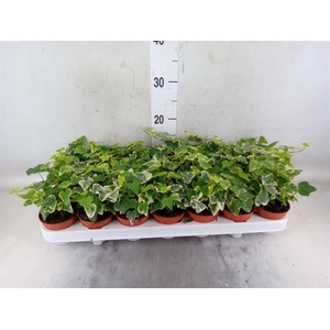 Hedera helix 'White Wonder'