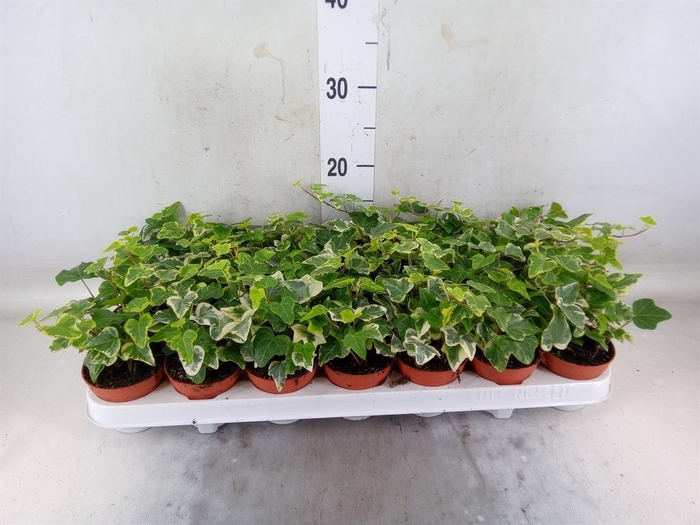 <h4>Hedera helix 'White Wonder'</h4>