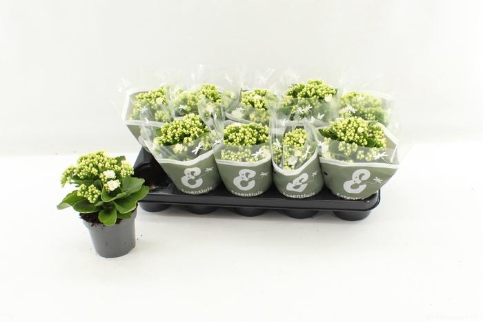 <h4>KAL GE WHITES WHITE</h4>