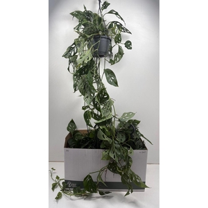 MONSTERA ADANSONII