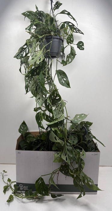 <h4>MONSTERA ADANSONII</h4>