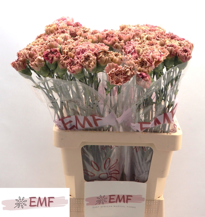 <h4>DI ST BABYLON</h4>