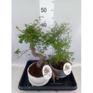 Bonsai   ...mix