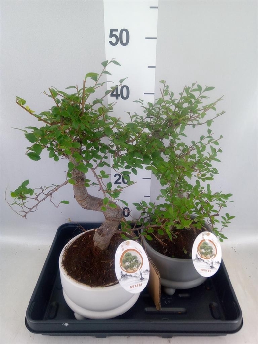 <h4>Bonsai   ...mix</h4>
